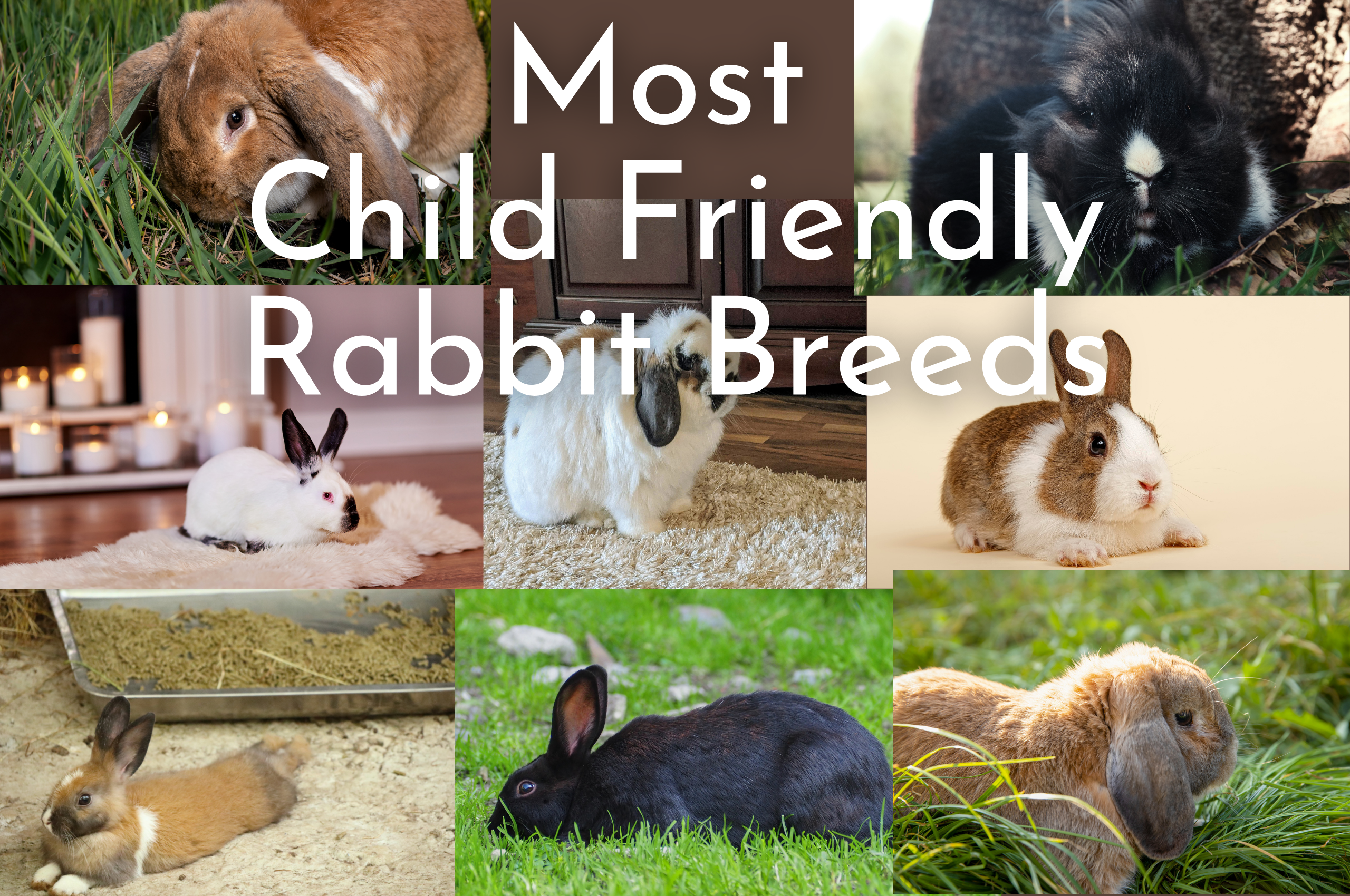 collage for child friendly rabbits