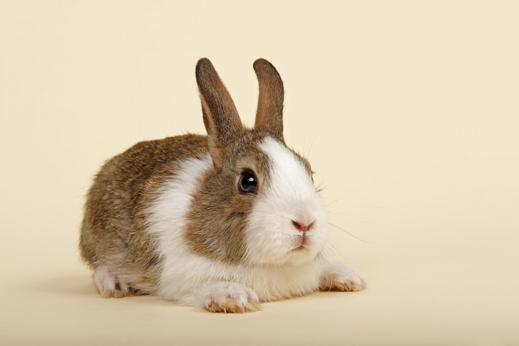 front shot of dutch rabbit