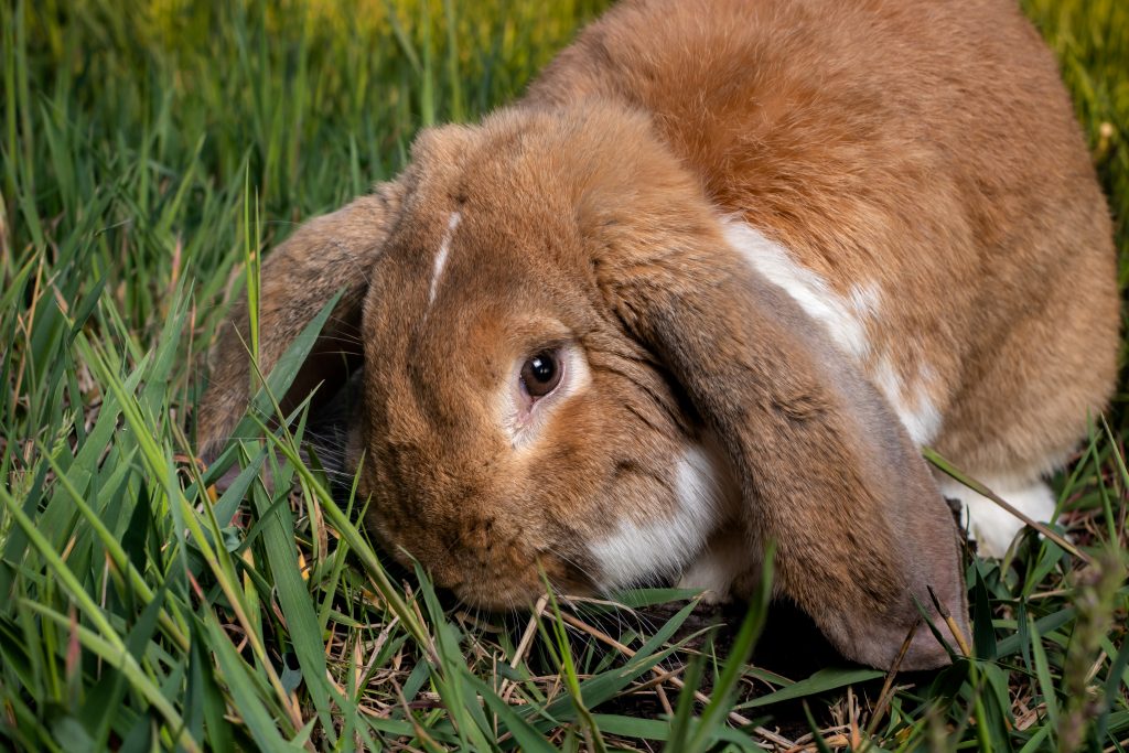 front shot of french lop