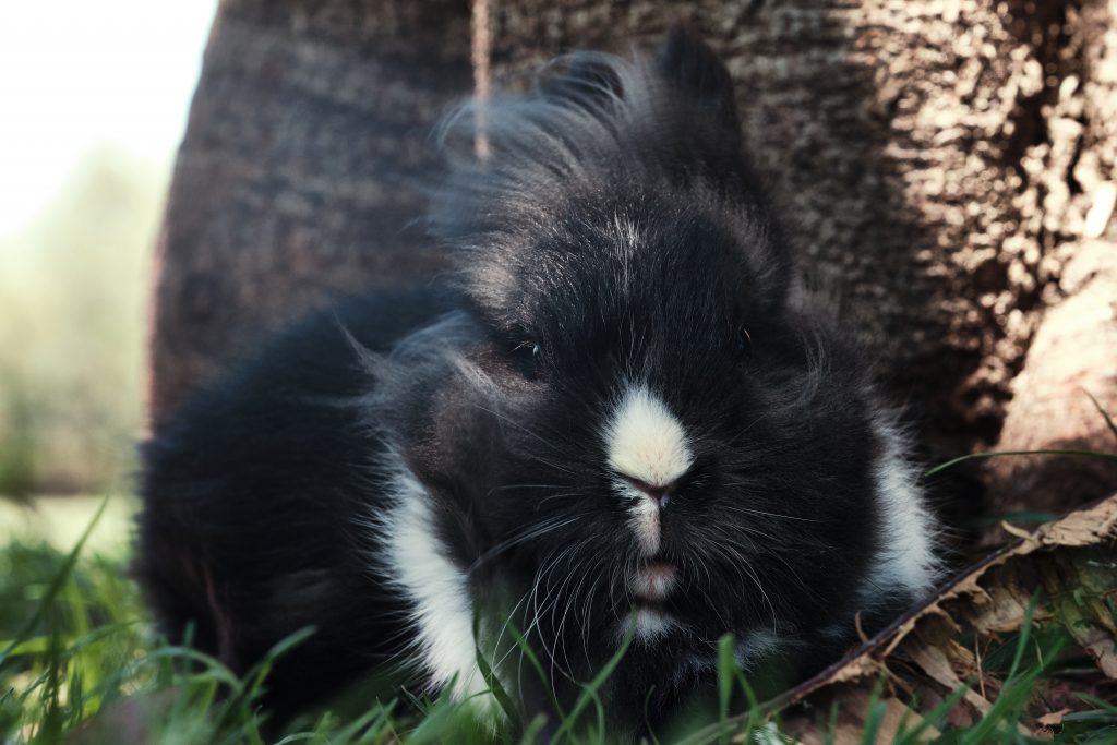 front shot of black lionhead rabbit