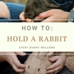 hold a rabbit graphic