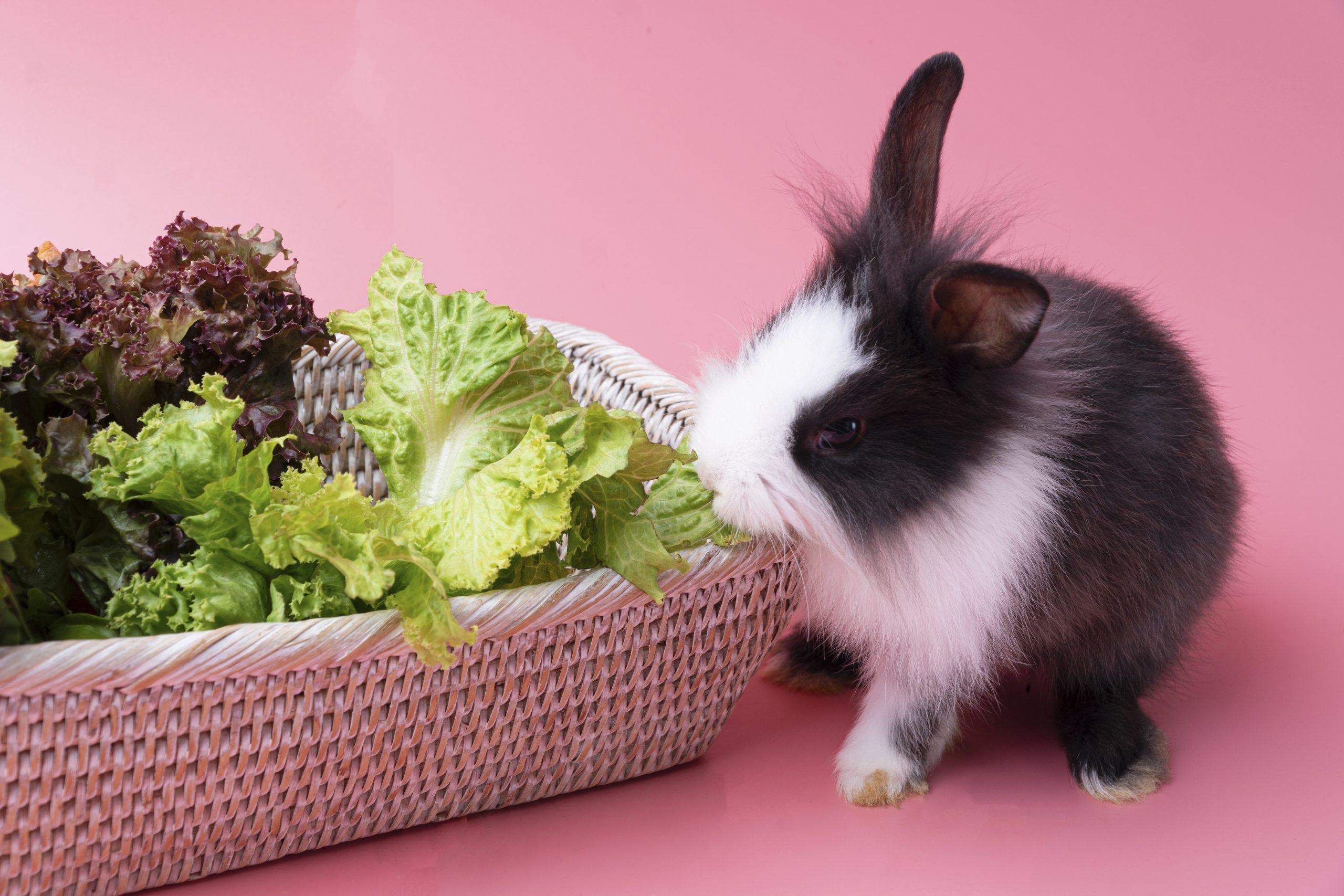 rabbit nibbling on lettuce