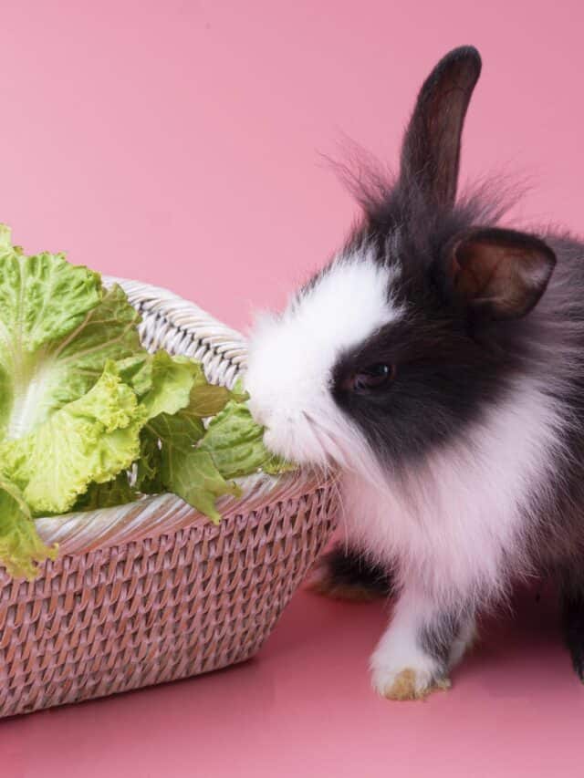 Ultimate List of the Best Veggies for Rabbits Story