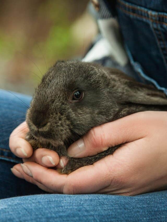 Do Bunnies Like to Be Held Story