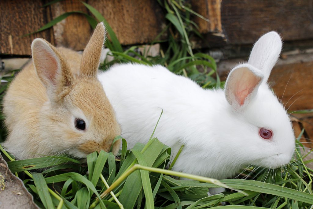 pair of rabbits on grass
