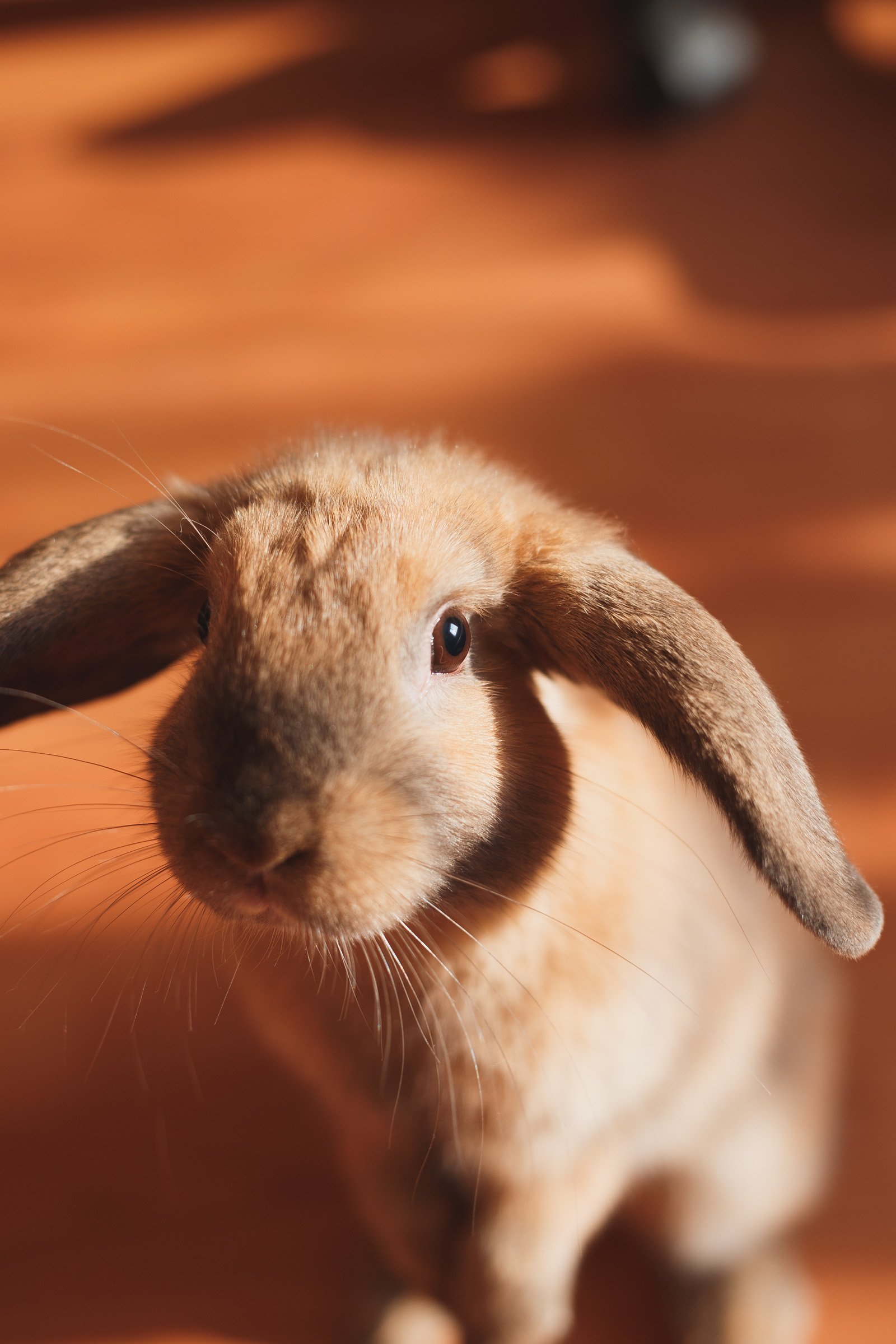 10 Signs You Have a Happy Rabbit Every Bunny