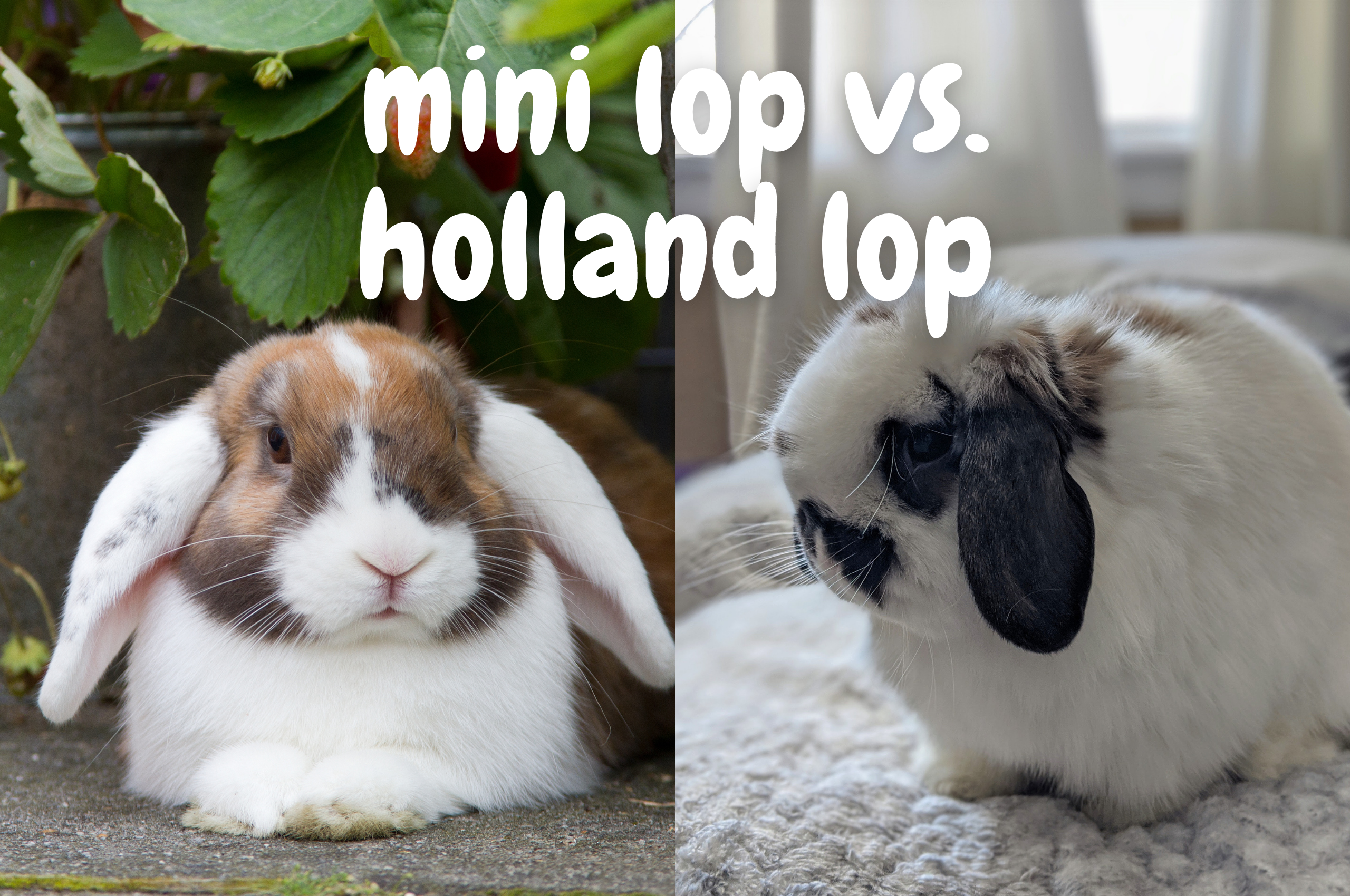 mini op and holland lop side by side comparison