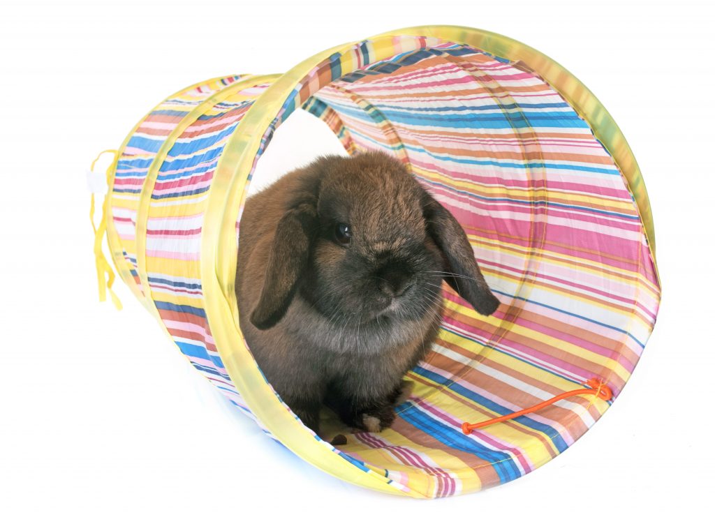 rabbit sitting in a play tube