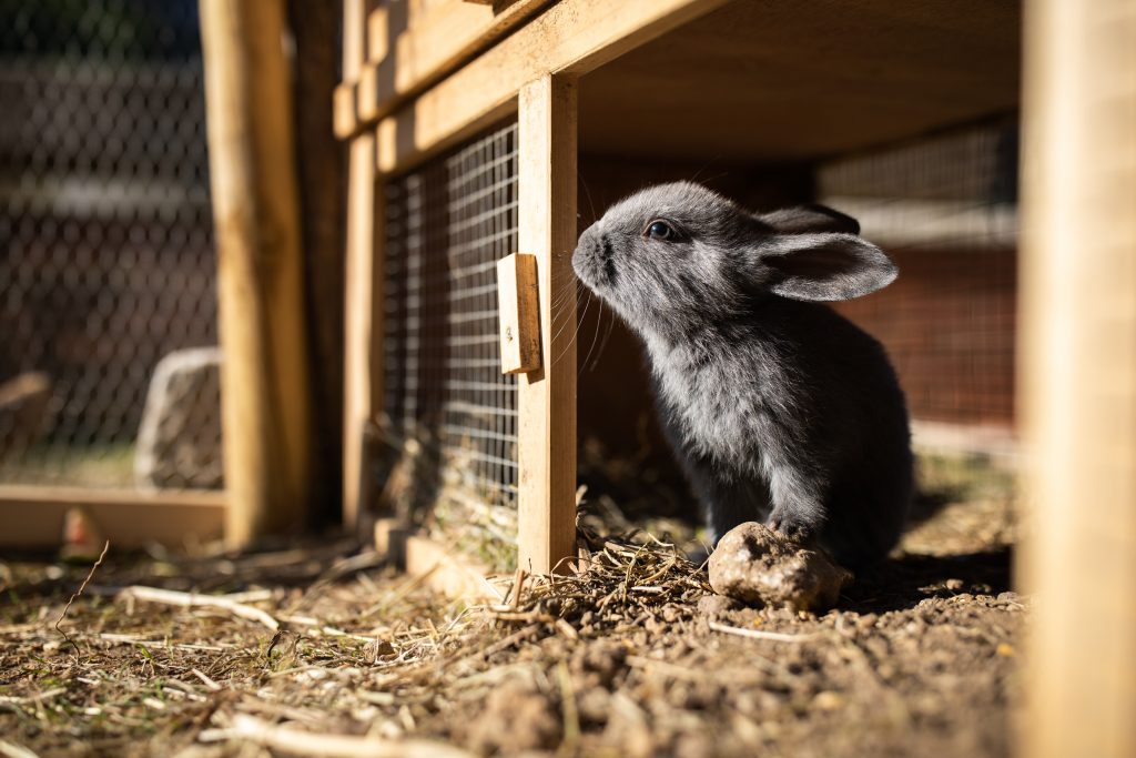 shot of a gray rabbit in a hutch