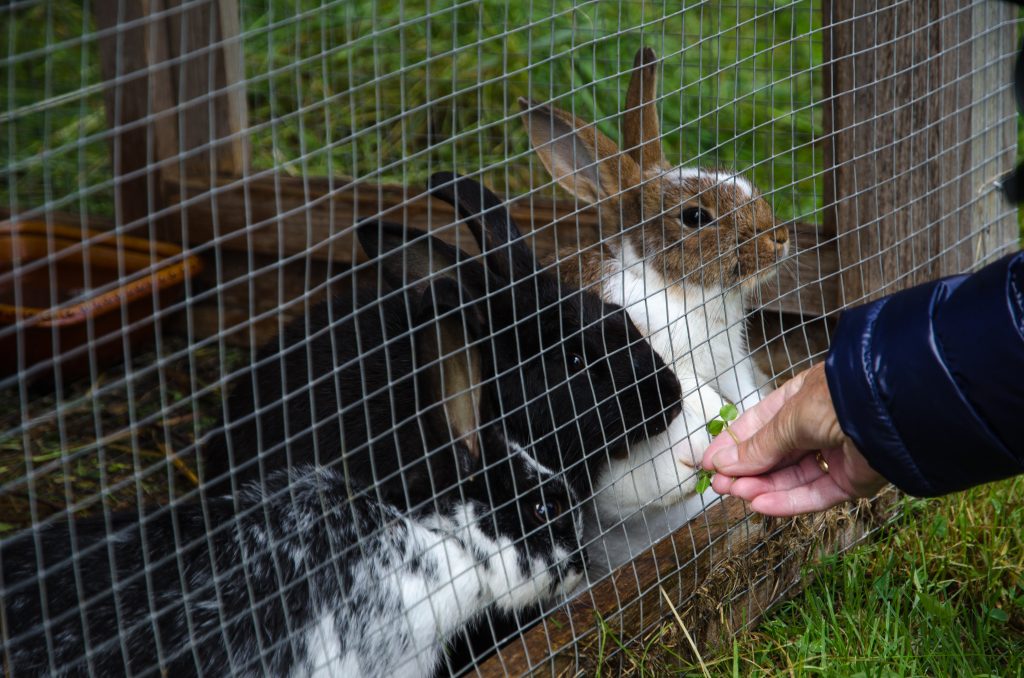 bunny eating lettuce through an outdoor hutch