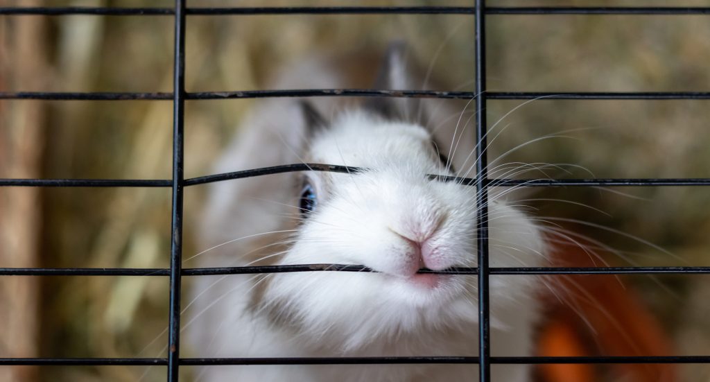 Do Rabbits Bite? Understanding Why & What To Do Every Bunny