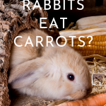 pin for rabbit eating carrots