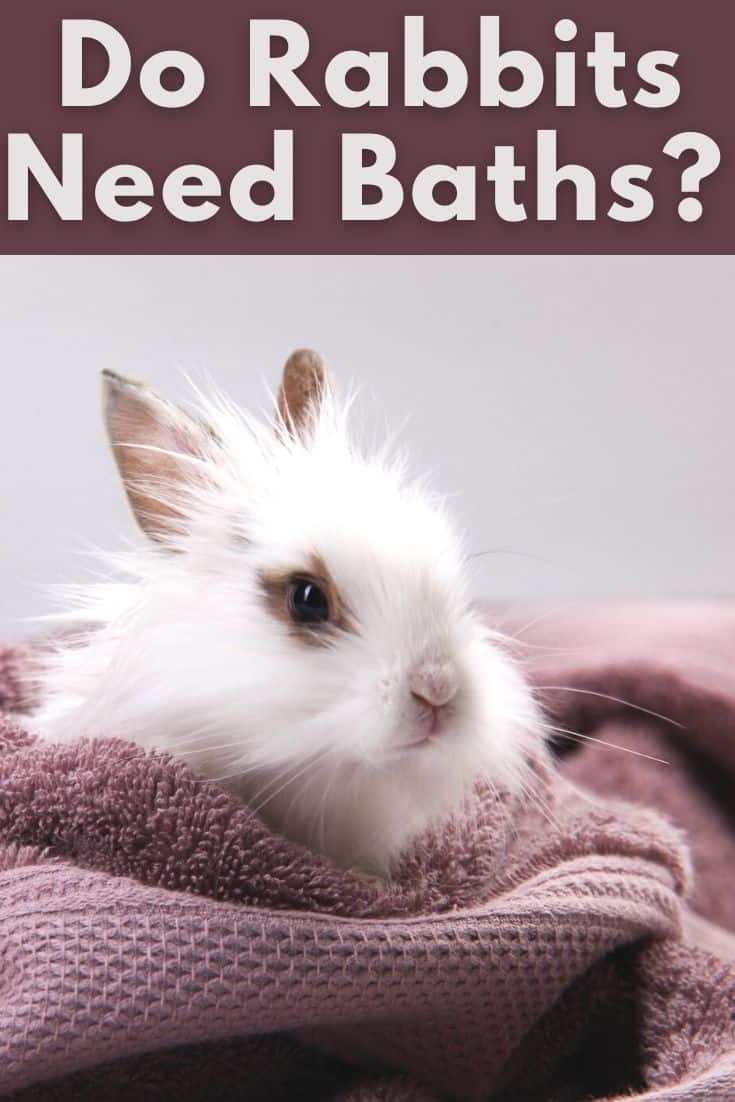 Do Rabbits Need a Bath? Every Bunny
