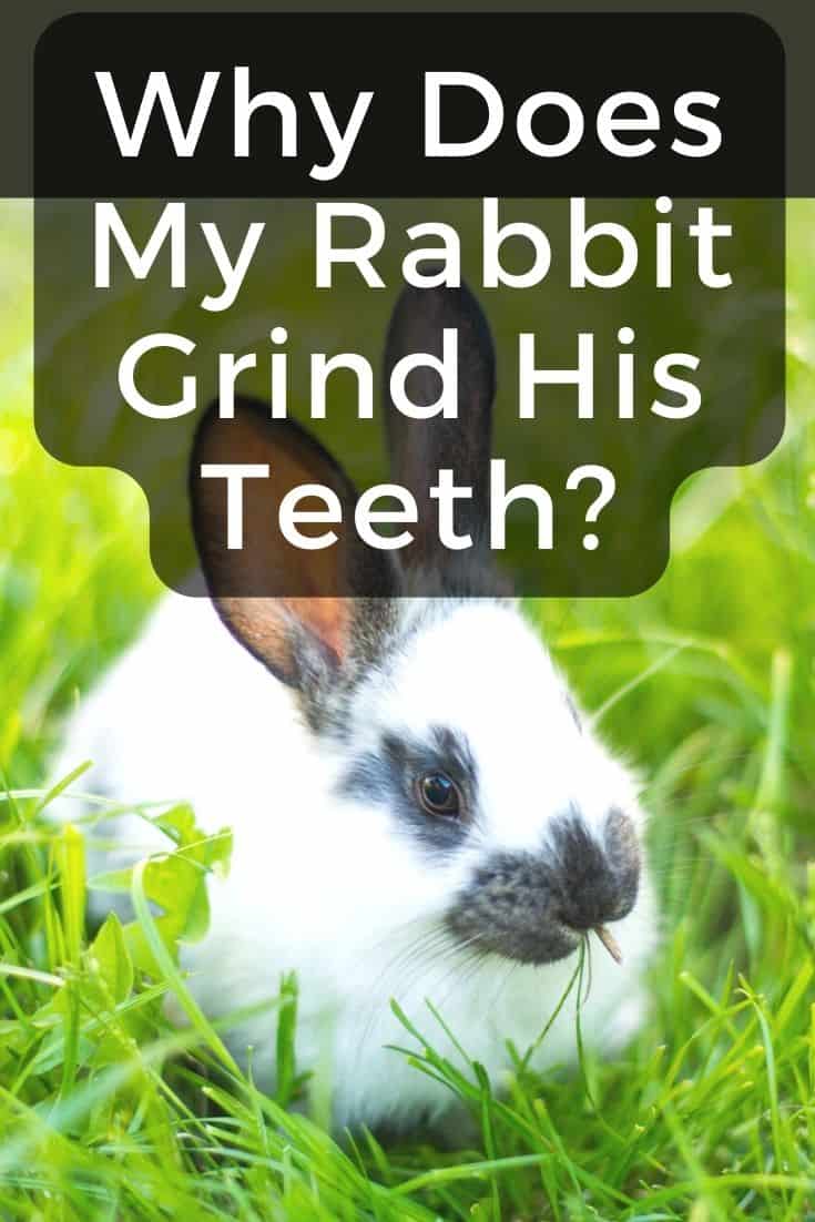 Why Does My Rabbit Grind His Teeth? Every Bunny