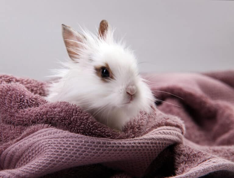 small white rabbit on a towel.