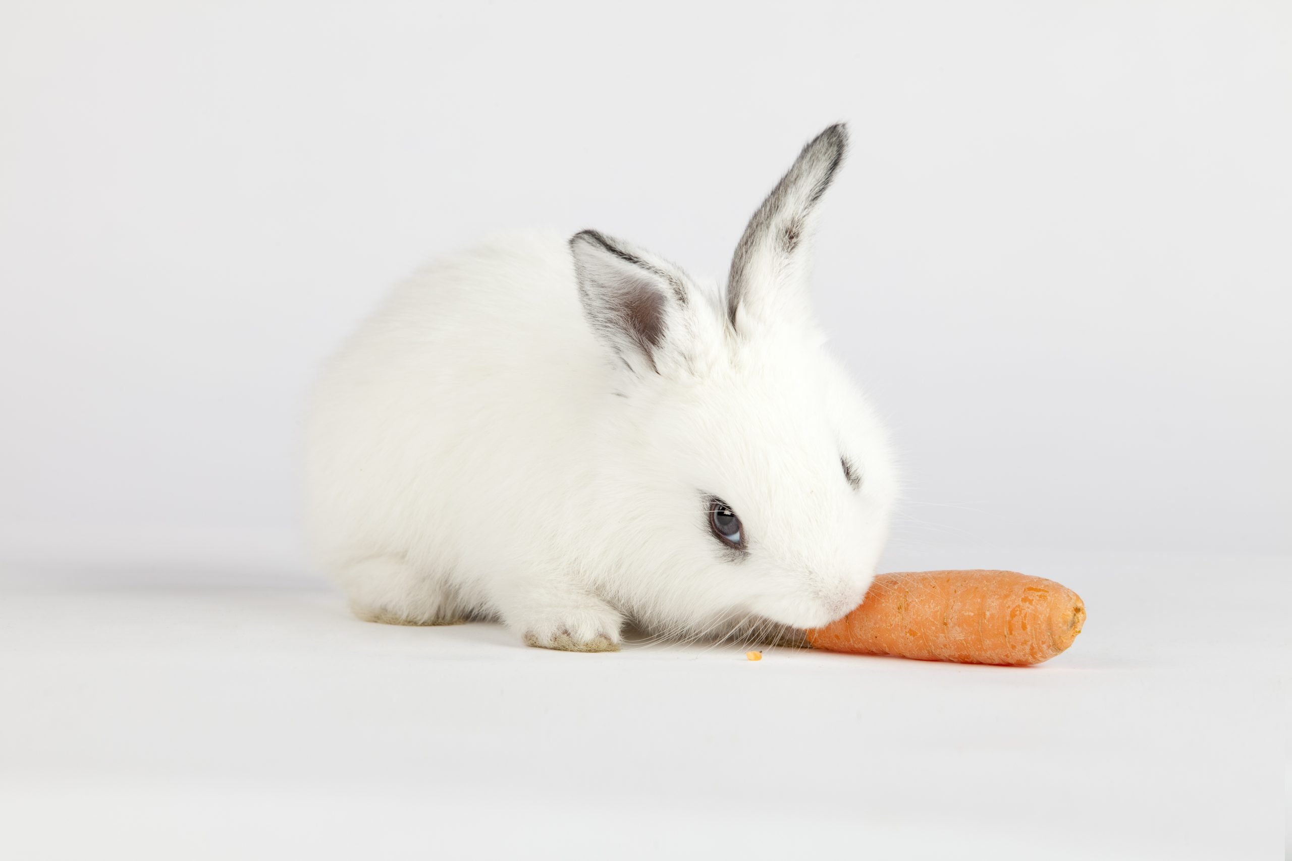 white rabbit eating a carrot