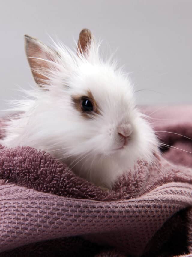 Do Rabbits Need a Bath Story