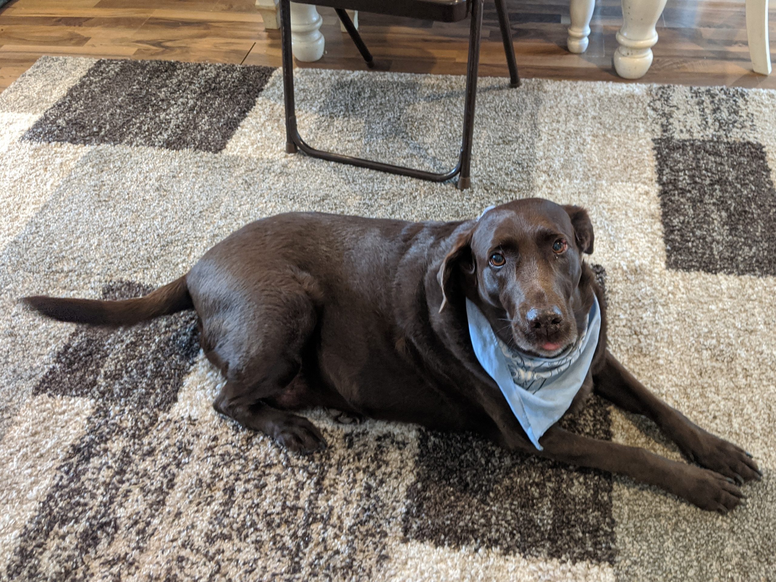 brown dog sitting on a rug