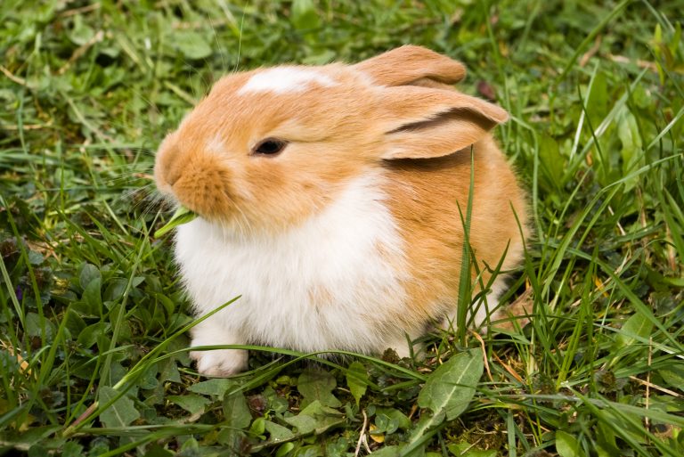 5 Reasons Your Rabbit Keeps Sneezing