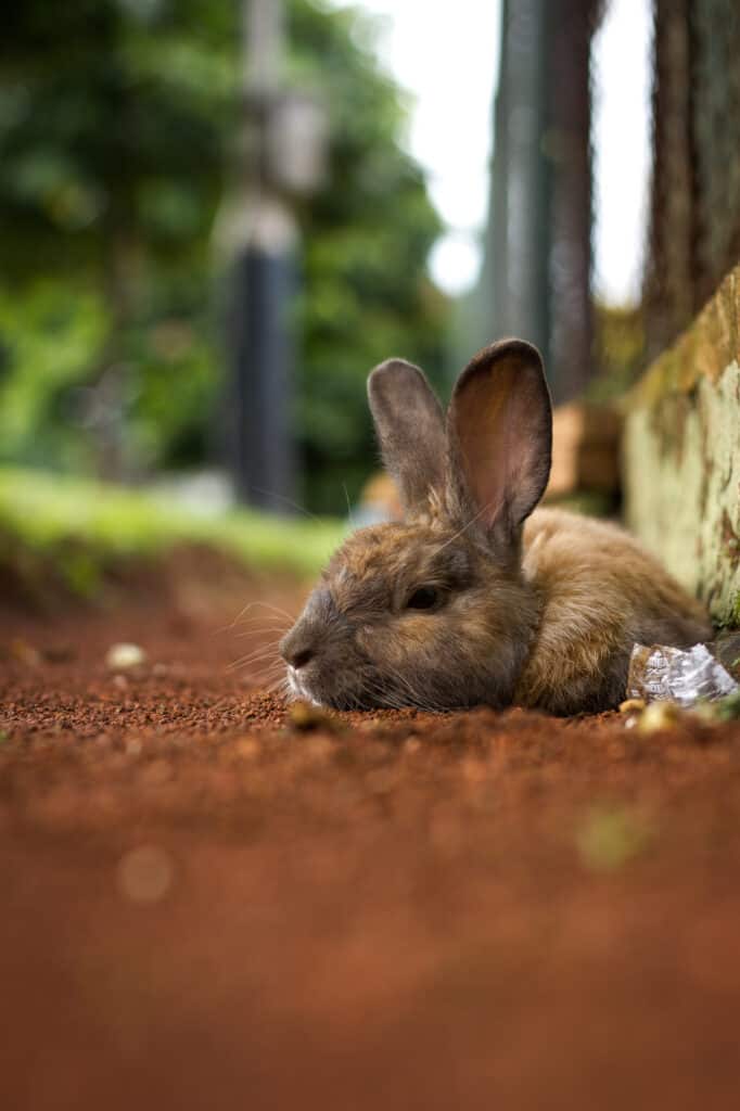 brown rabbit laying in dirt