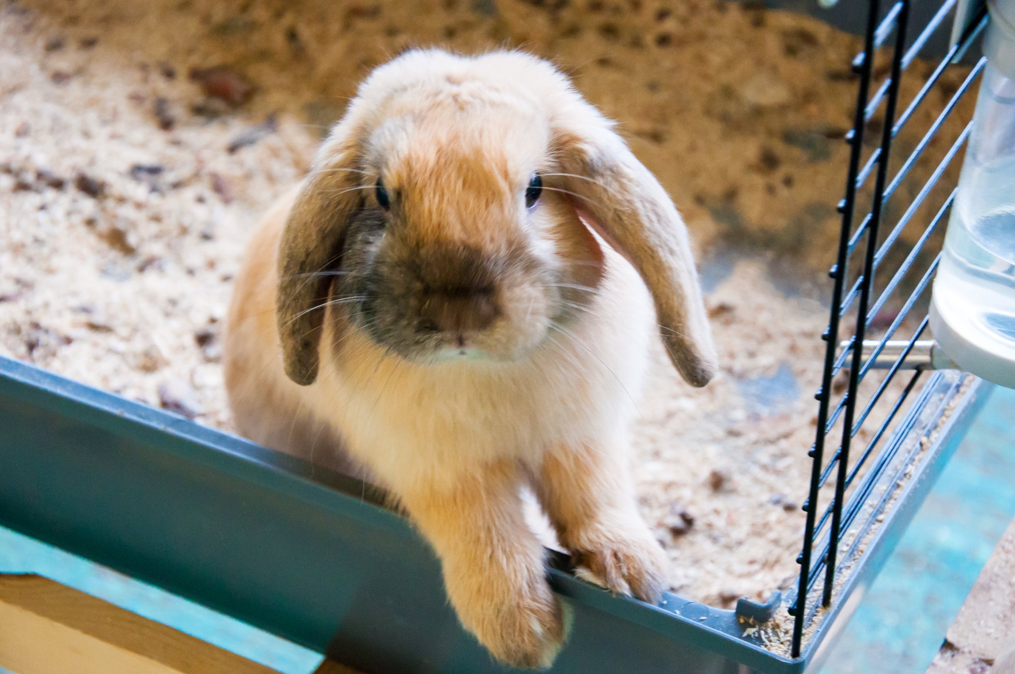 5 Reasons Your Rabbit Keeps Sneezing Every Bunny