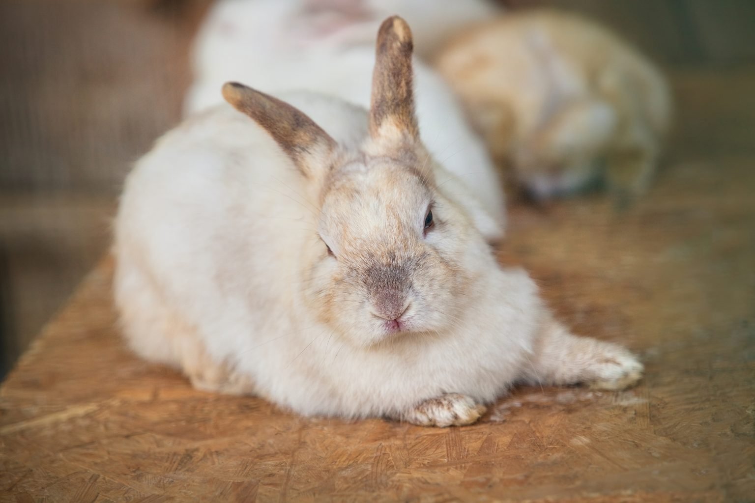 5 Reasons Your Rabbit Keeps Sneezing Every Bunny