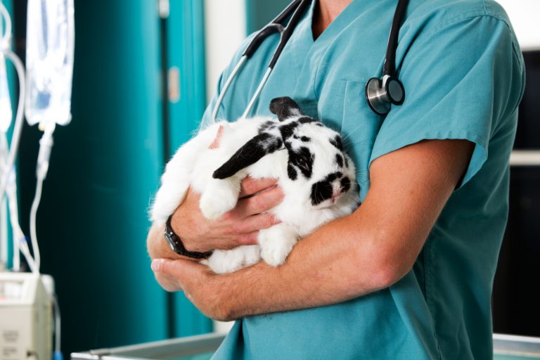 How To Tell If Your Rabbit Is Sick?