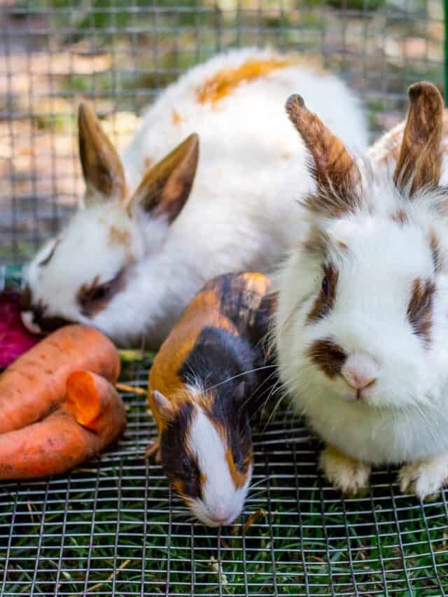 How to Keep Rabbits Cool in the Summer? Story