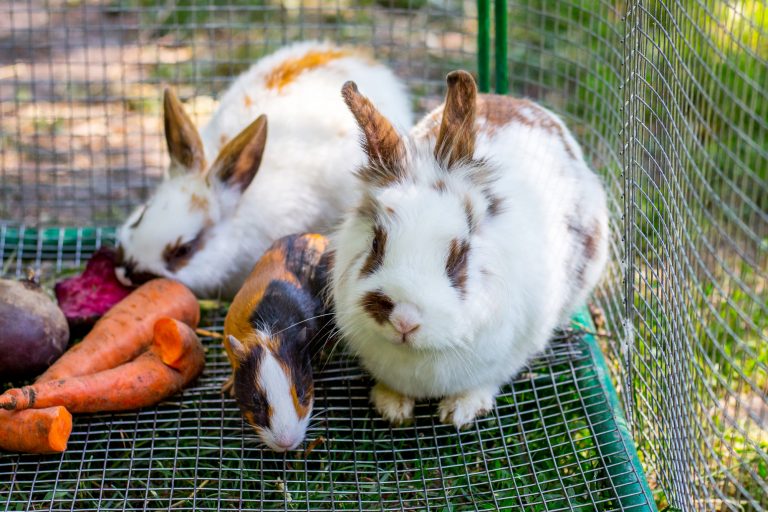 How to Keep Rabbits Cool in the Summer?