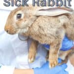 vet holding a sick brown rabbit.