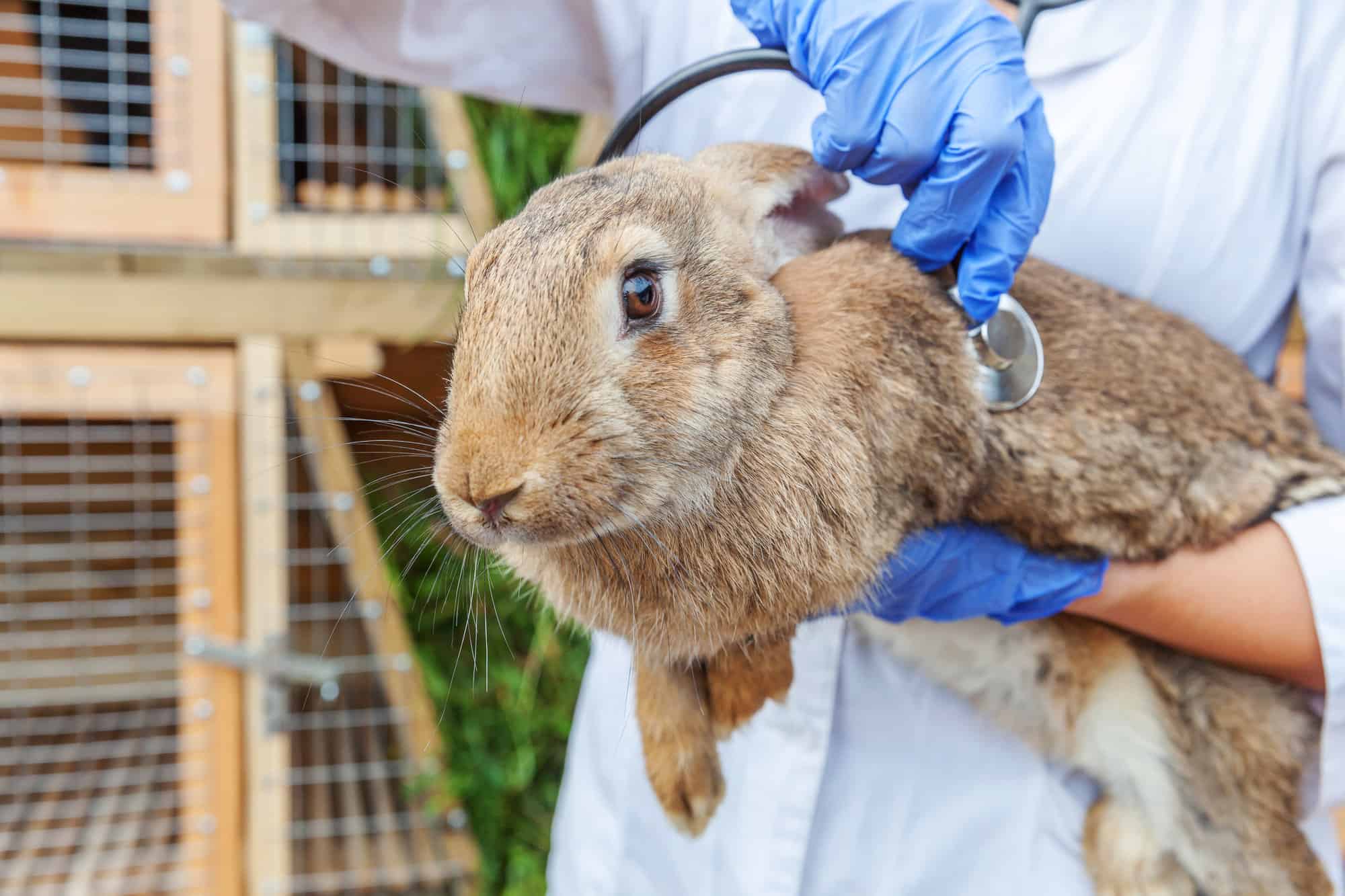 vet holding a sick rabbit.