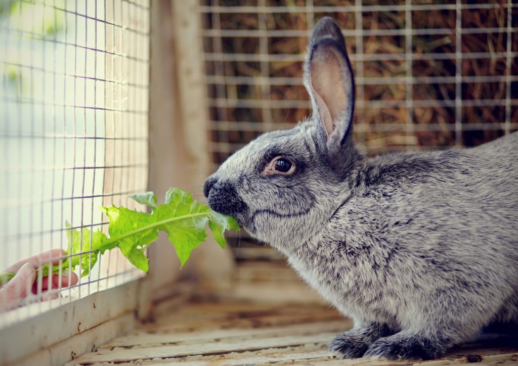 grey rabbit eating lettuce