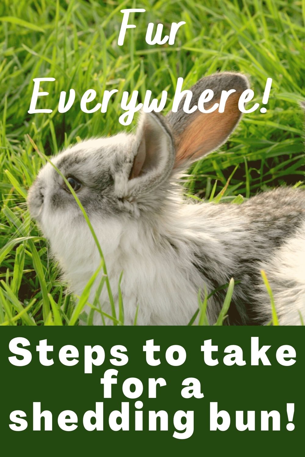 How to Care for Molting Rabbits Shedding All That Fur! Every Bunny