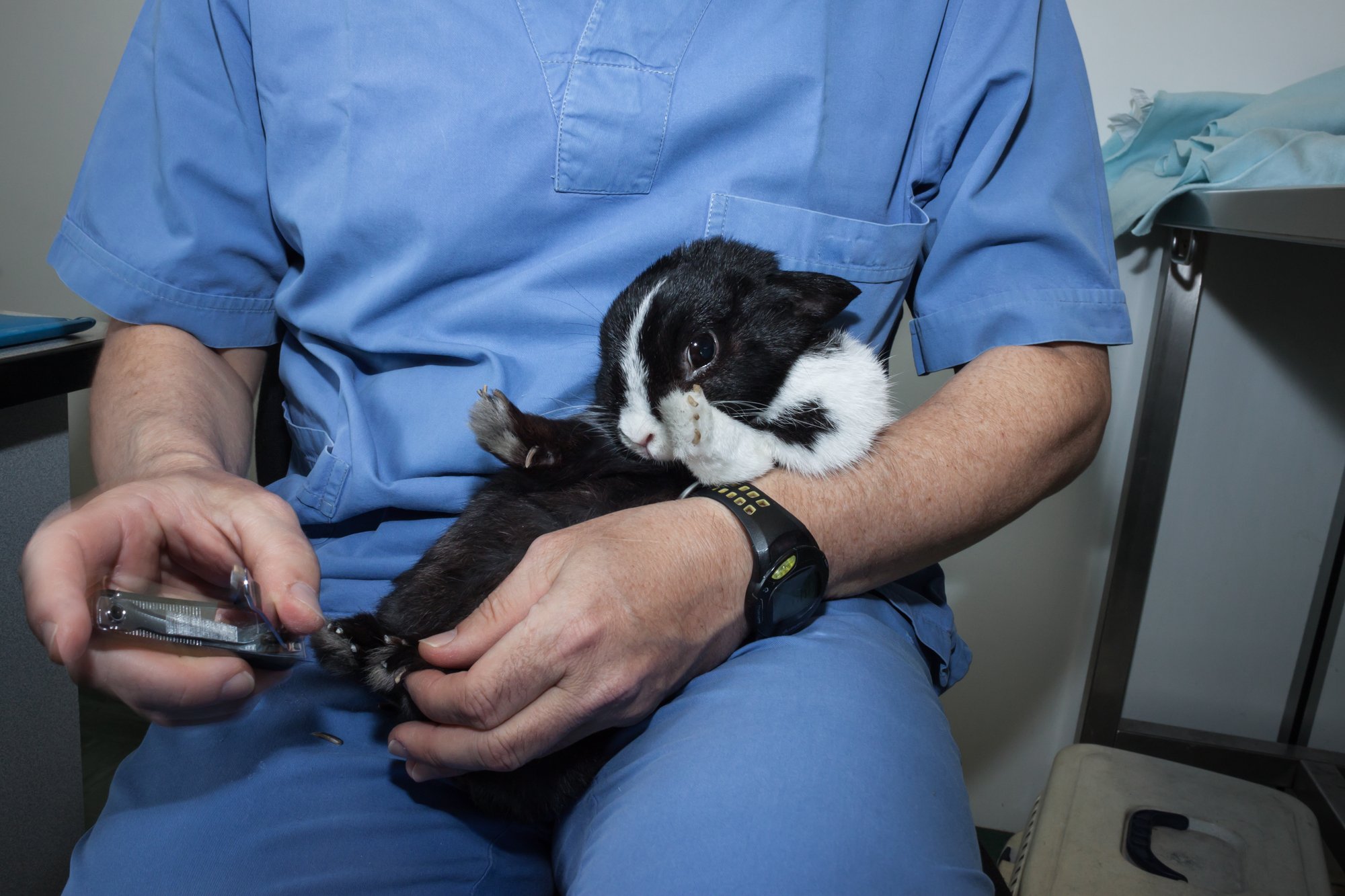 black and white rabbit sitting on a vets lap