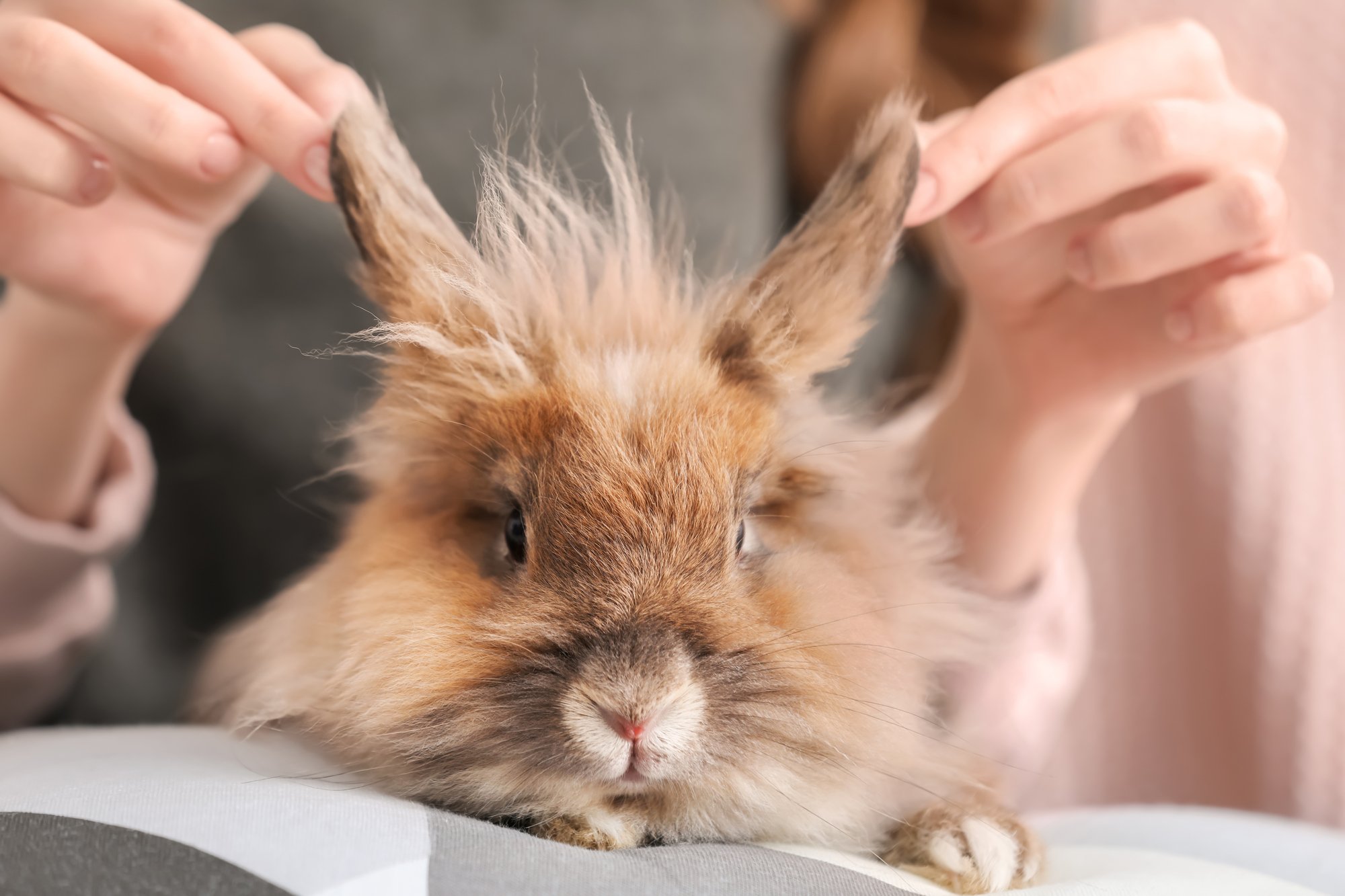 brown bunny sitting on a womans lap