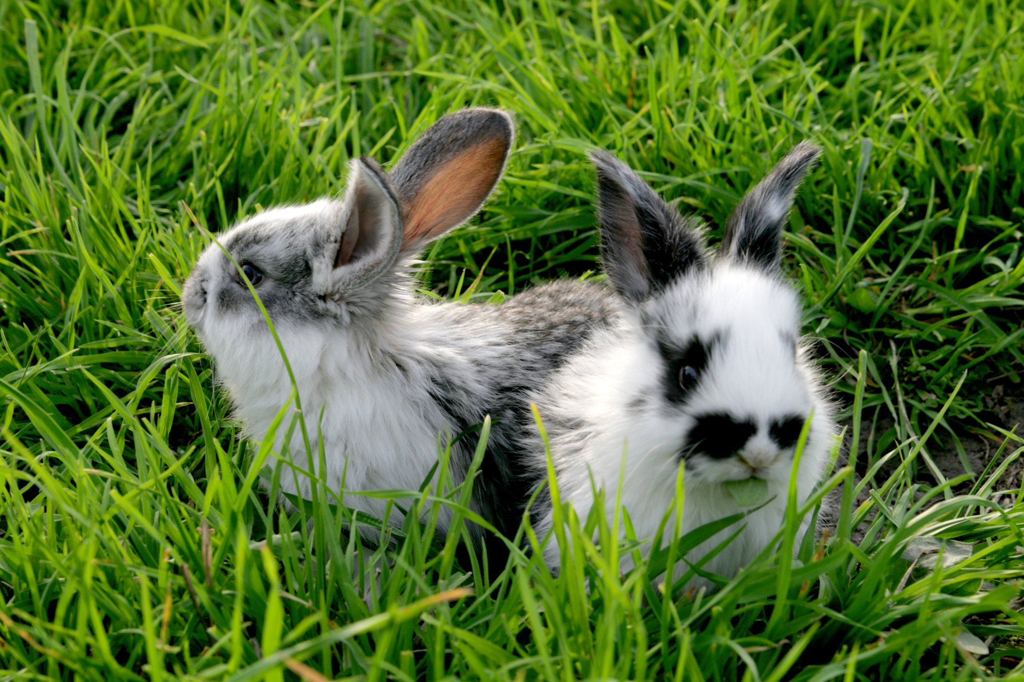 black and white bunnies sitting in grass