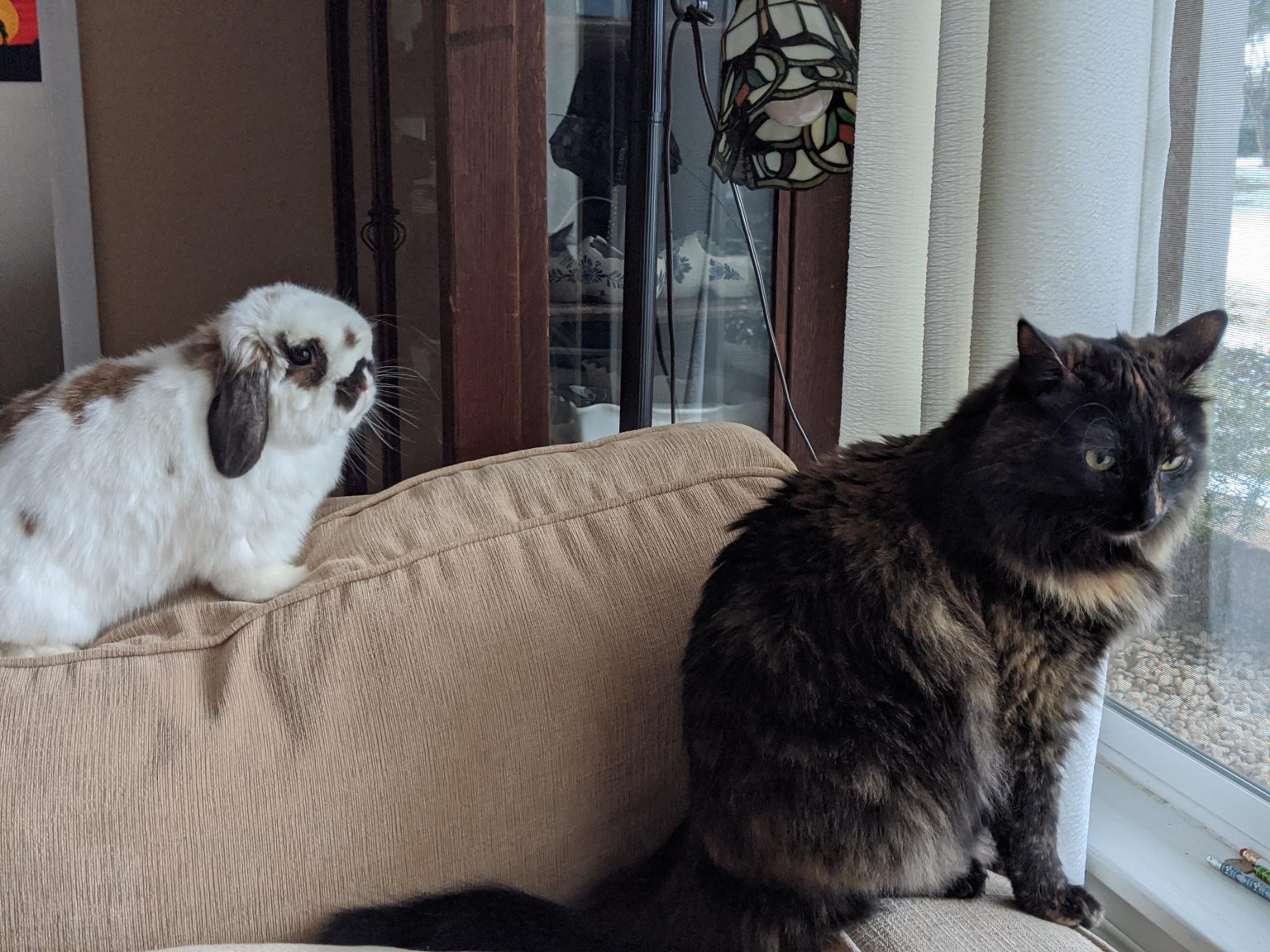 Do Cats and Bunnies Get Along? - Every Bunny Welcome