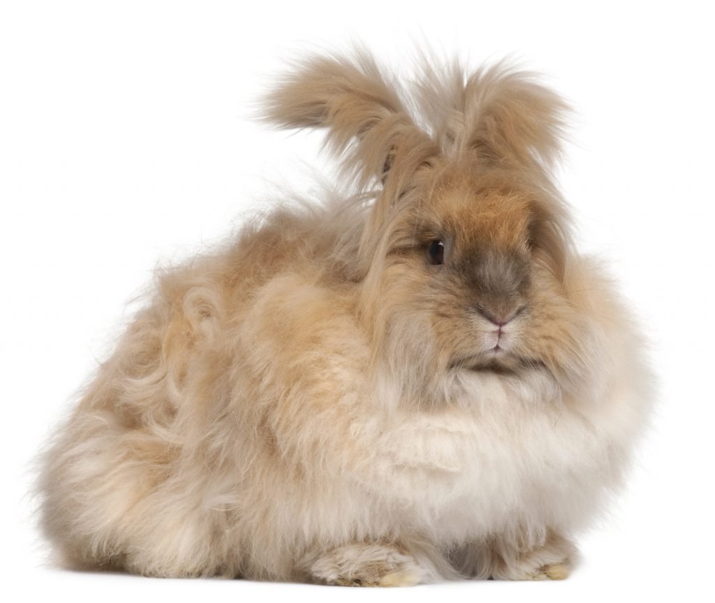 up close of a long haired bunny