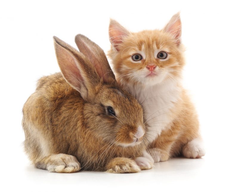 Do Cats and Bunnies Get Along?