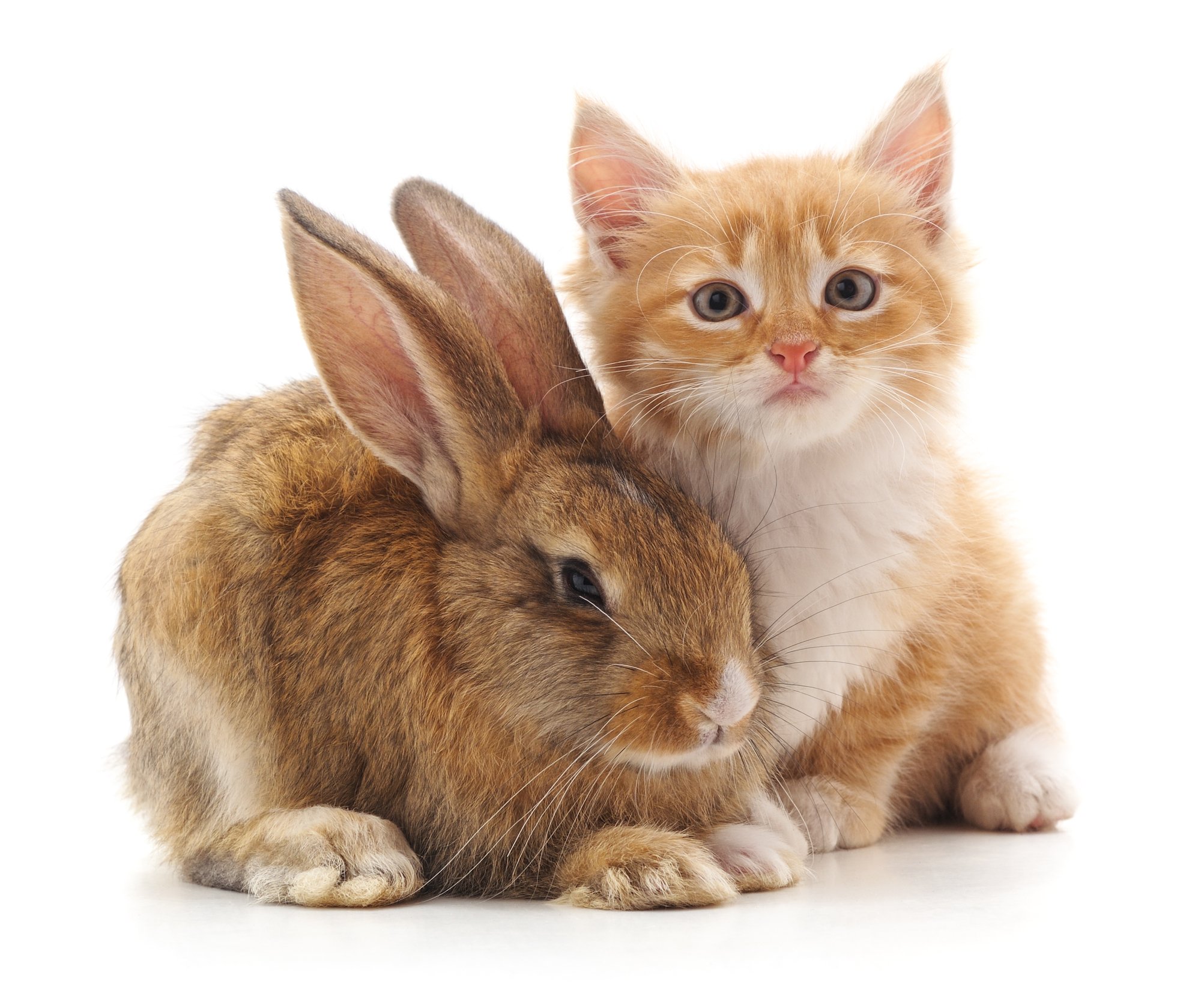 Baby Kittens And Bunnies