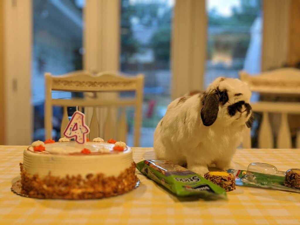 brown and white rabbit with a birthday cake.