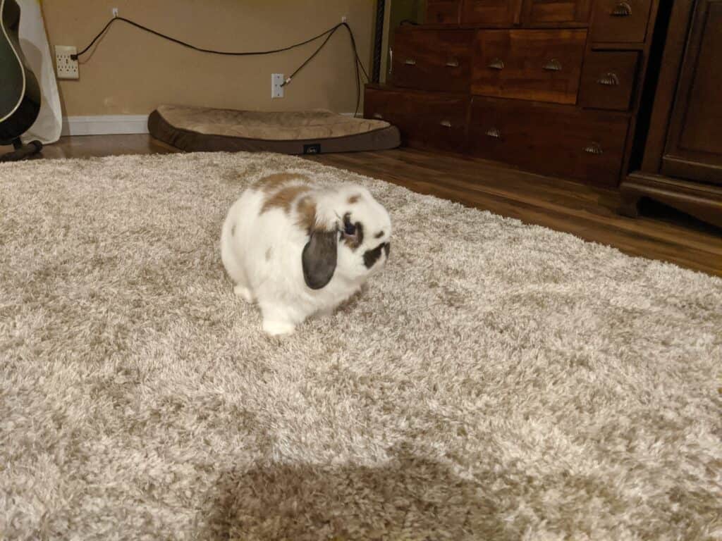 white and brown rabbit on a carpet.