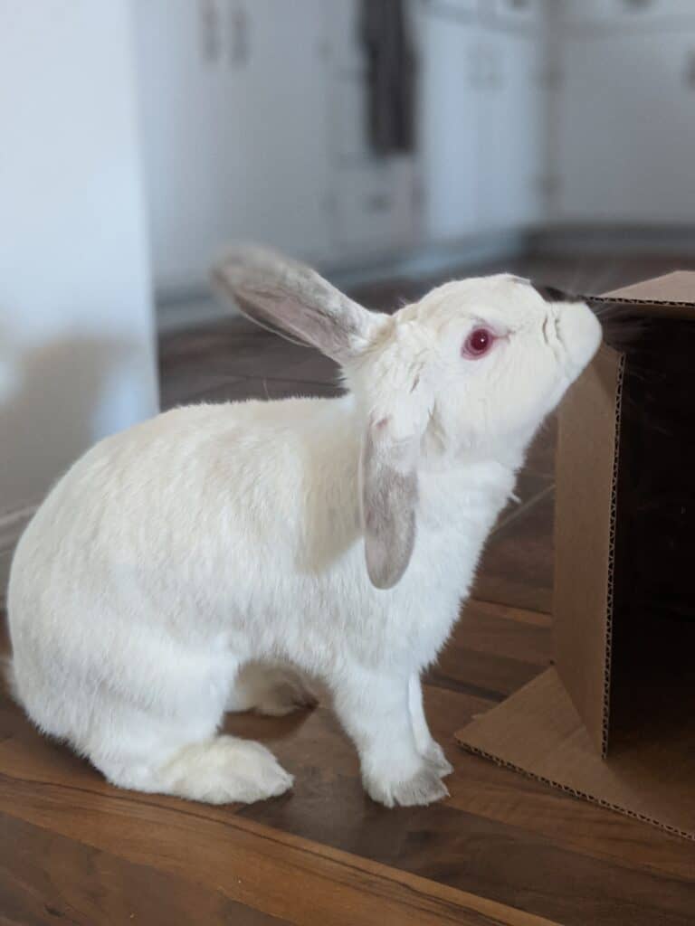 white rabbit sniffing a box.