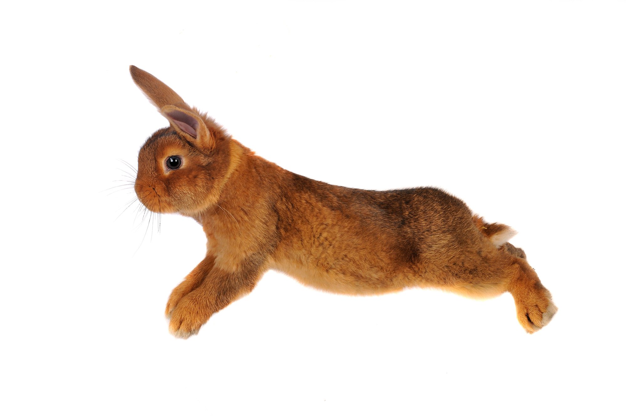 brown rabbit mid jump