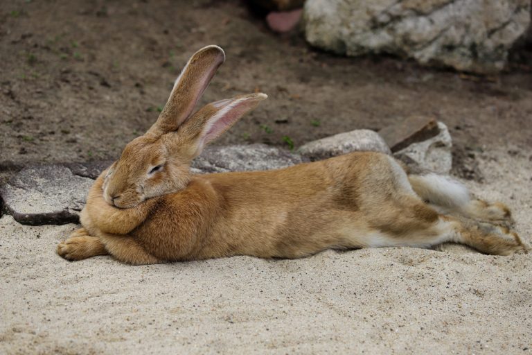 Largest Rabbit Breeds: 7 Types That are Over 9 Pounds