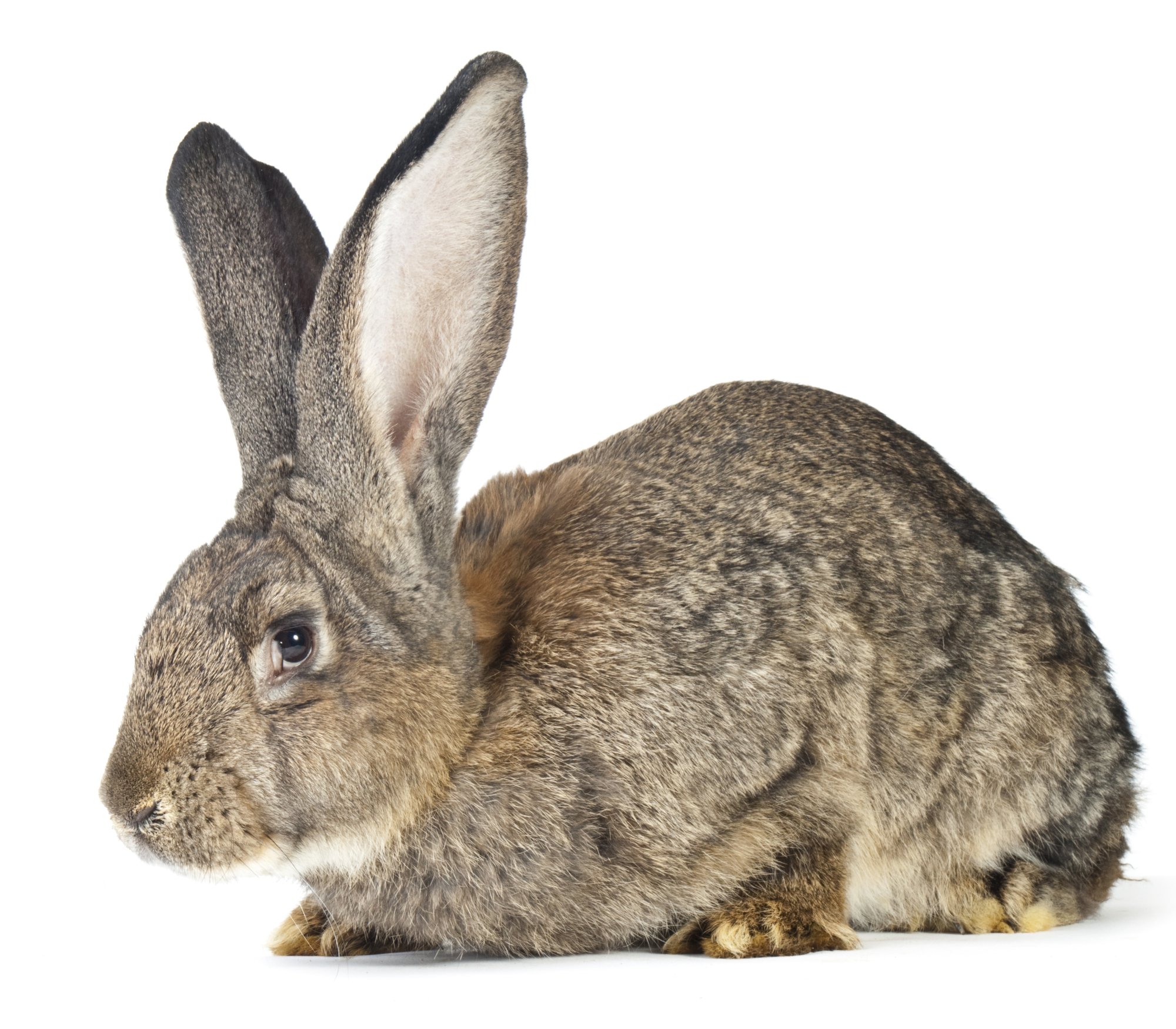 side shot of a big rabbit