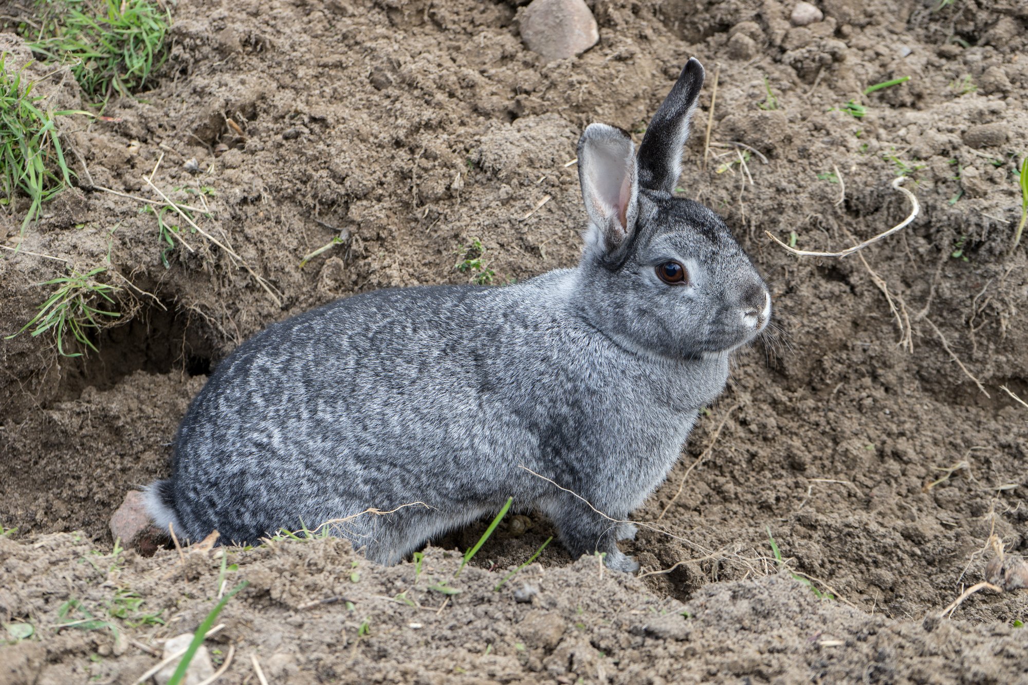 side shot of a big chinchilla rabbit