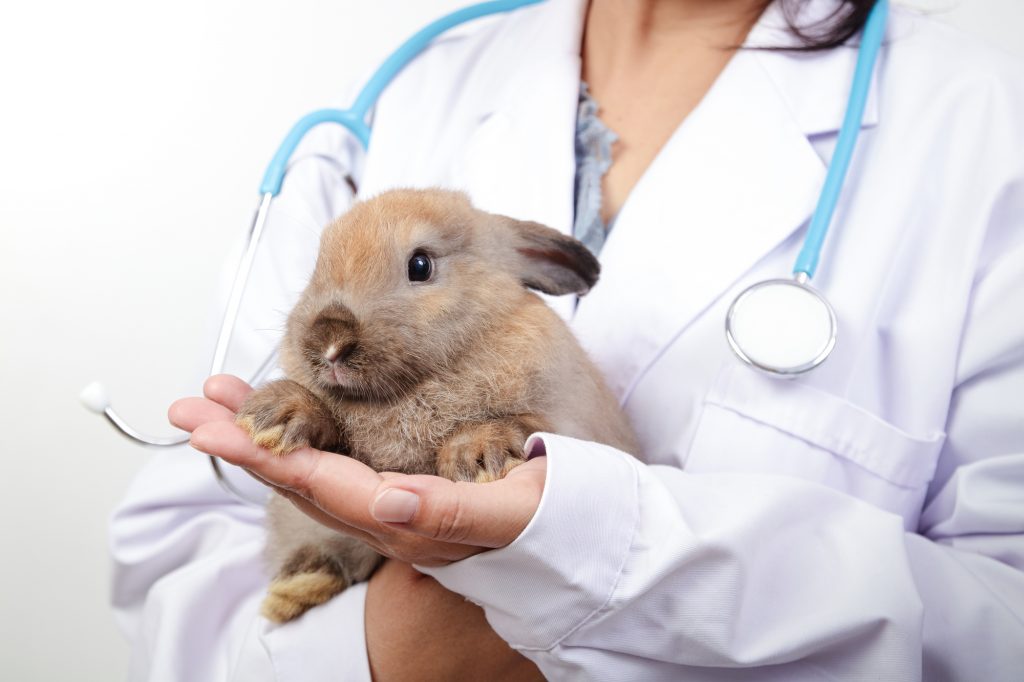 close up of a brown bunny in a vet's arms