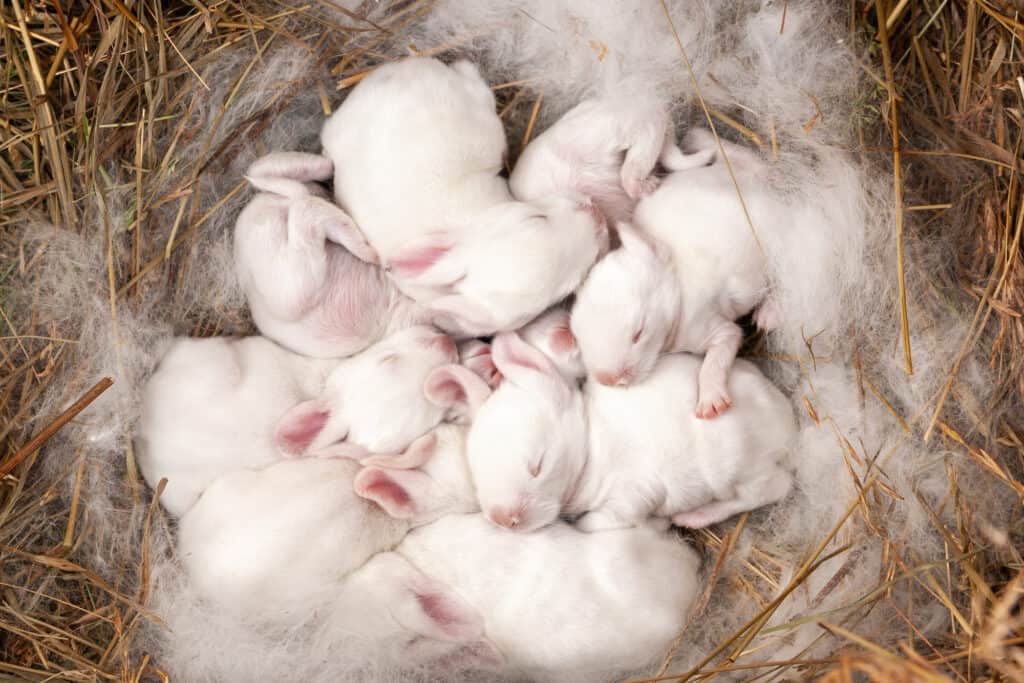 group of white newborn rabbits.