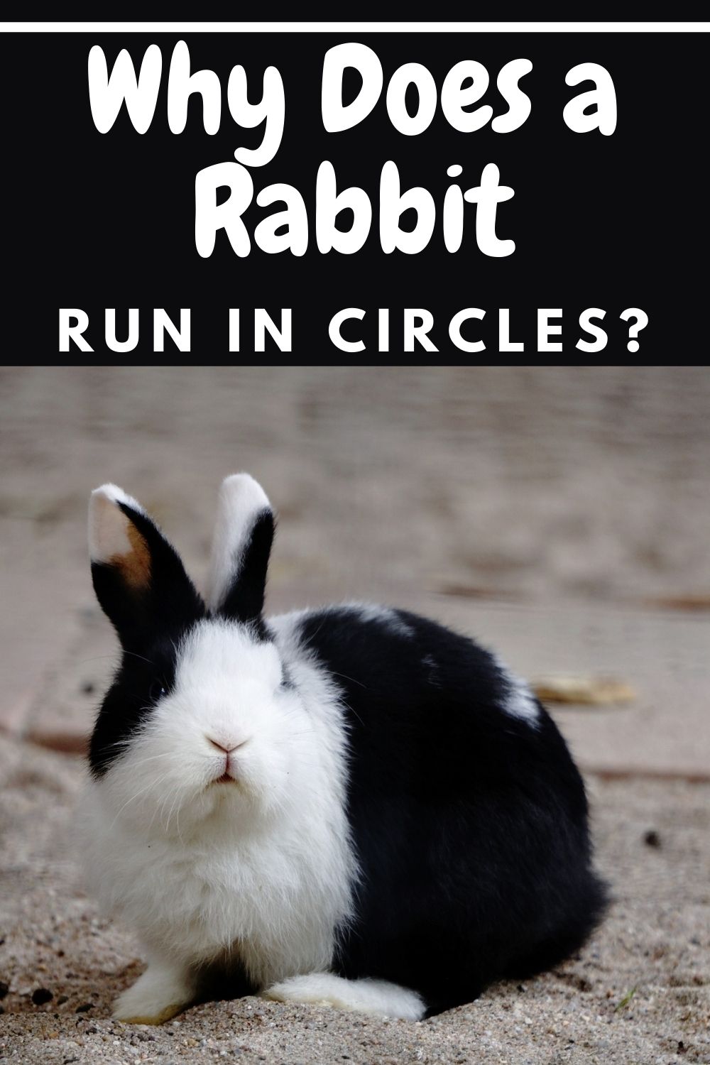Why Does My Rabbit Run in Circles? Every Bunny